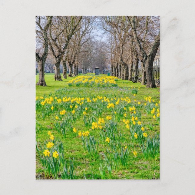 Cartão Postal Daffodils em Greenwich, Londres Cartão-postal brit (Frente)