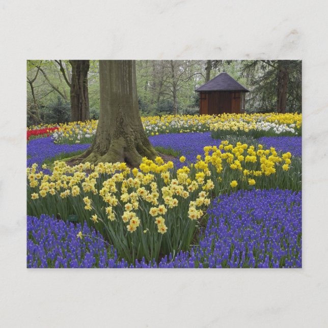 Cartão Postal Daffodils, jacinto de uva e jardim de tulipas, (Frente)
