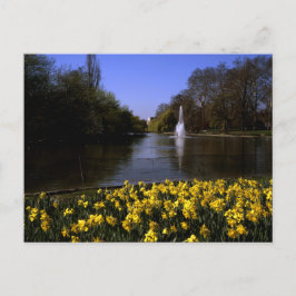 Cartão Postal Daffodils Rua James's Park London