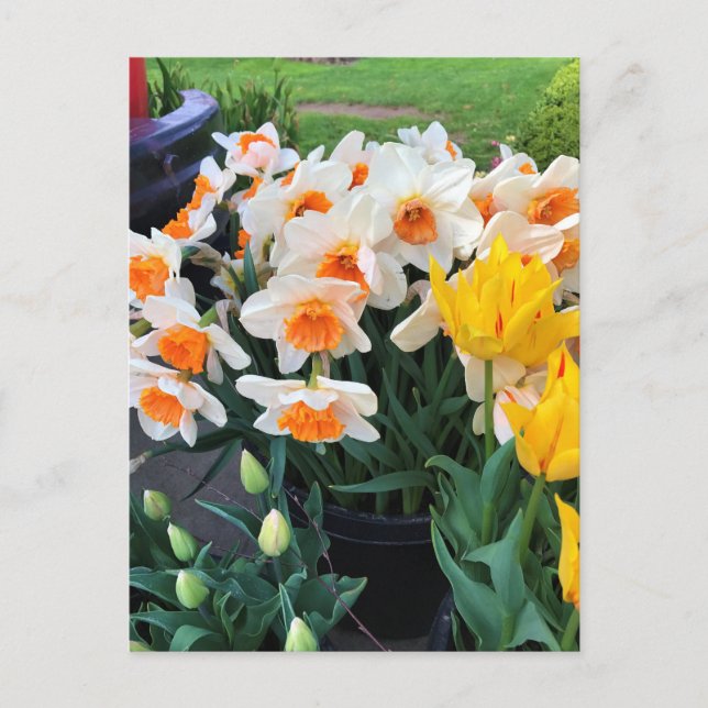 Cartão Postal Daffodils & Tulips, Oregon (Frente)