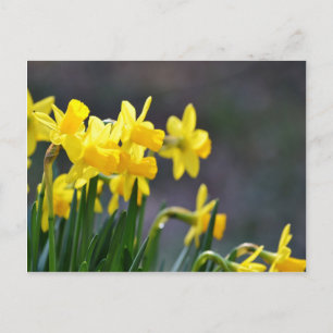 Cartão Postal Daffodils Upclose