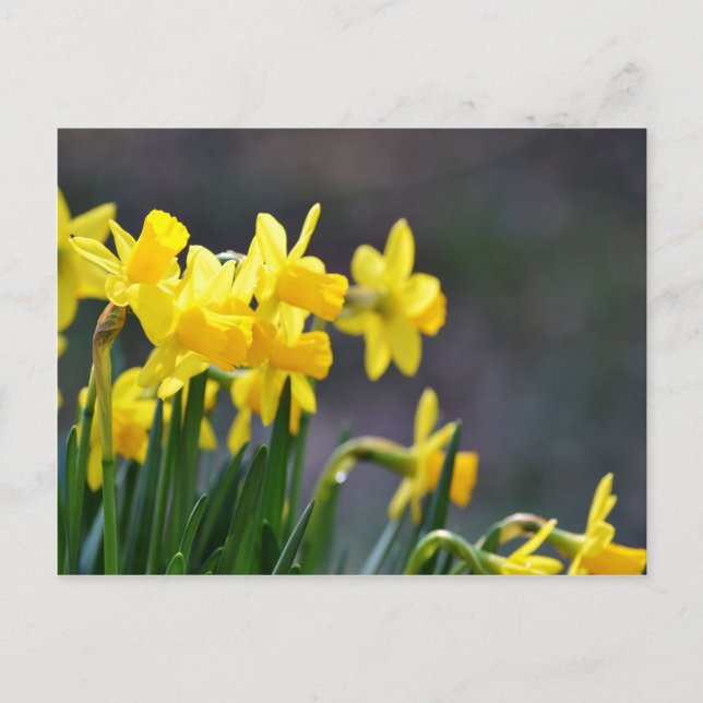 Cartão Postal Daffodils Upclose (Frente)
