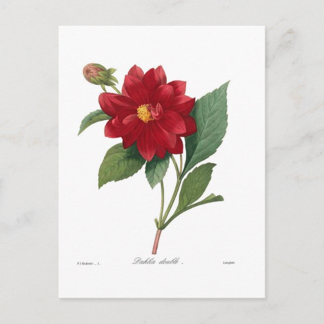 Cartão Postal Dahlia (Frente)