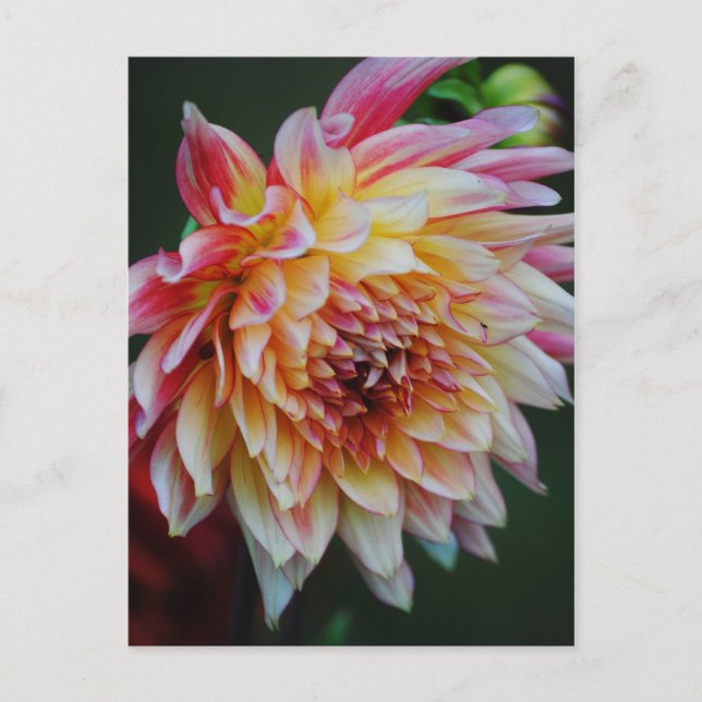Cartão postal Dahlia (Frente)