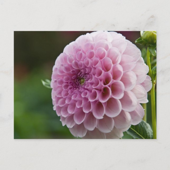Cartão postal Dahlia (Frente)