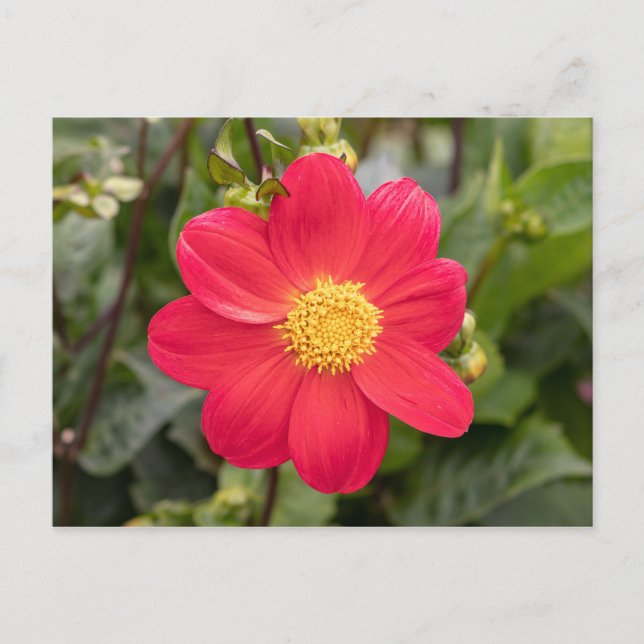 Cartão Postal Dahlia Coccinea (Frente)