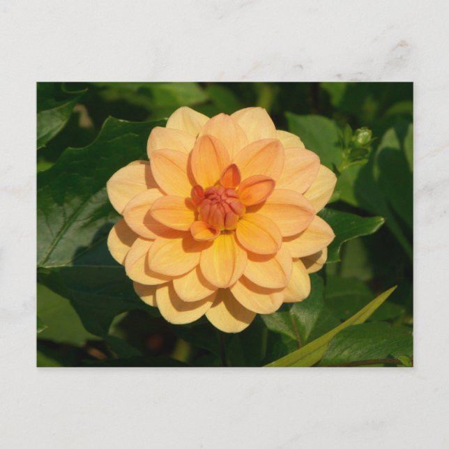 Cartão Postal Dahlia 'David Howard' (Frente)