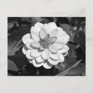 Cartão Postal Dahlia 'David Howard' P&B