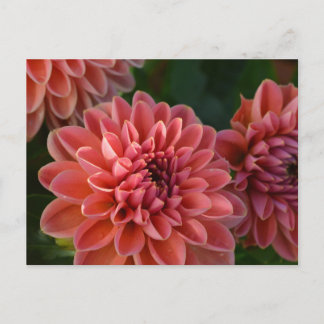 Cartão Postal Dahlia Flowers