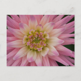Cartão postal Dahlia | Postkarte Dahlie