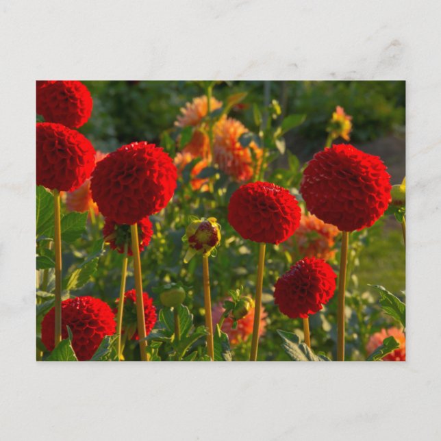 Cartão Postal Dahlias, dahlia fazenda, Canby, Oregon, EUA 3 (Frente)