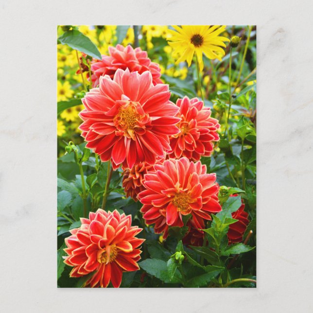 Cartão Postal Dahlias Vermelhas (Frente)