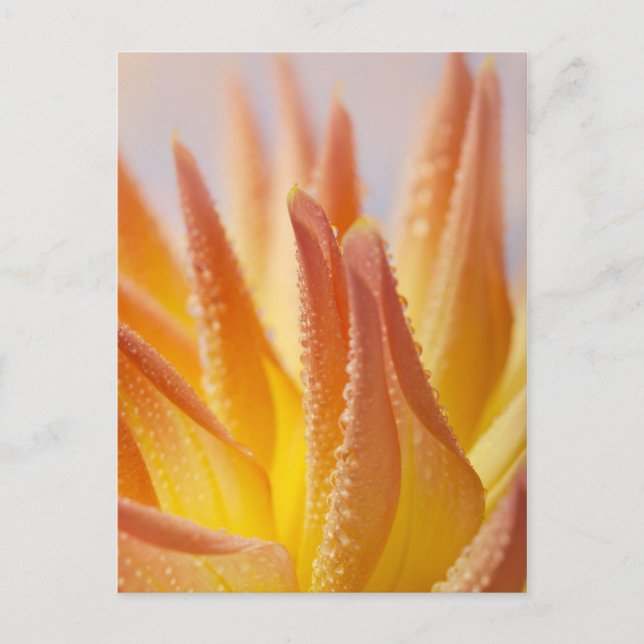 Cartão Postal Dahlie com Dew Drops (Frente)