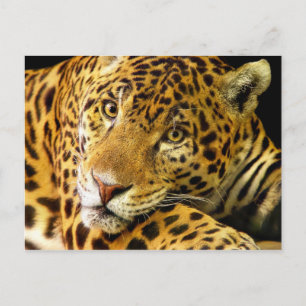 Cartão Postal Daimler o Jaguar