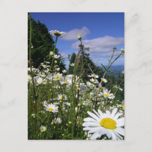 Cartão Postal Daisies