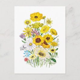 Cartão Postal Daisies