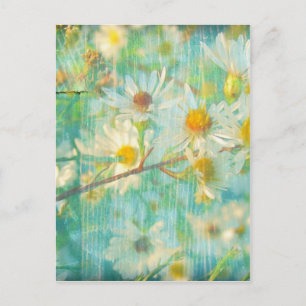 Cartão Postal Daisies