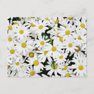 Cartão Postal Daisies