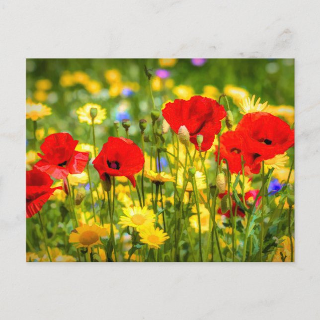 Cartão Postal Daisies E Poppies Art (Frente)