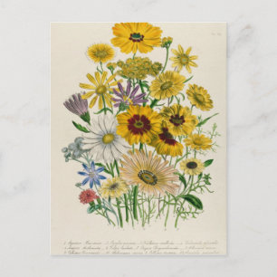 Cartão Postal Daisies, prato 31 de "As Senhoras"