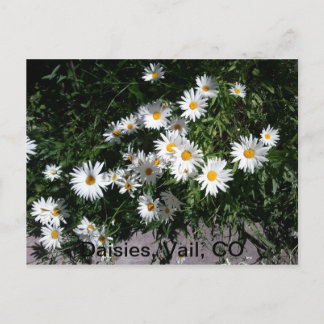 Cartão Postal Daisies, Vail CO 1