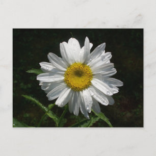 Cartão Postal Daisy