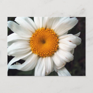Cartão Postal Daisy