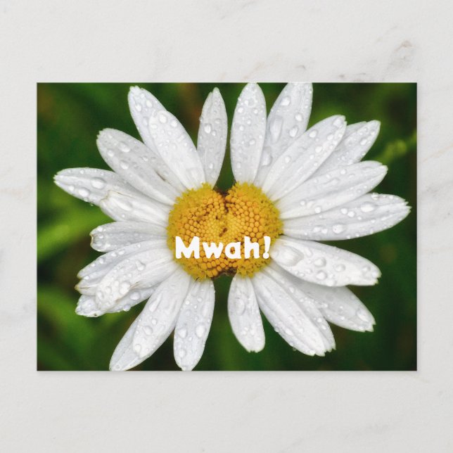 Cartão Postal Daisy Beijos Aniversário Amor Dia dos Namorados Cu (Frente)