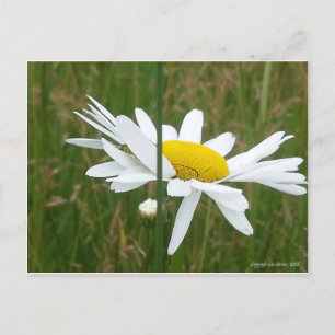 Cartão Postal Daisy - Cartão-postal
