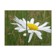 Daisy - Cartão-postal
