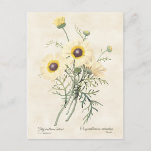 Cartão Postal Daisy Chrysanthemum Vintage Botânica
