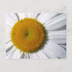 Cartão Postal Daisy Close-up