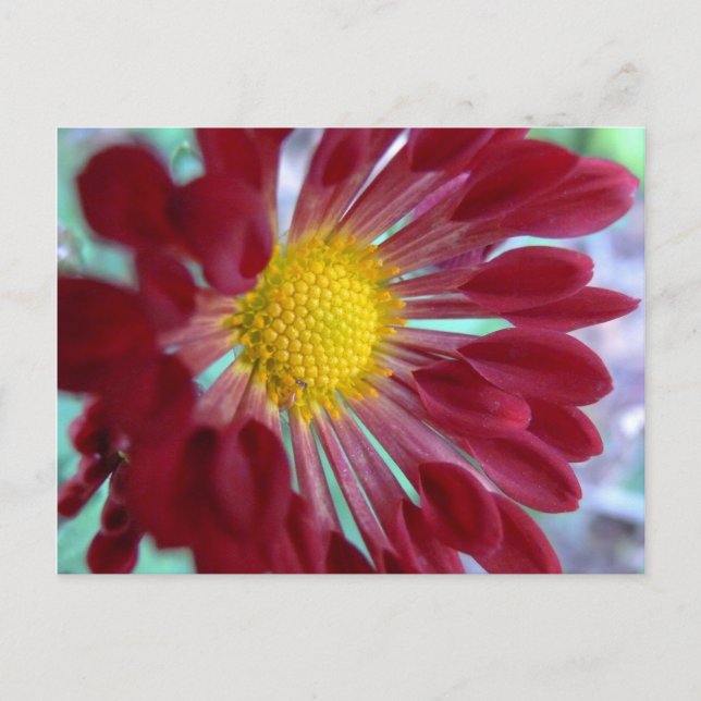 Cartão Postal Daisy de Cima (Frente)