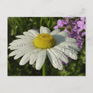 Cartão Postal Daisy e Summer Lilac Wildflower