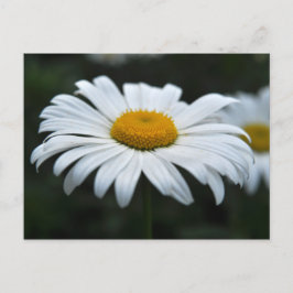 Cartão Postal Daisy - Enfrentar