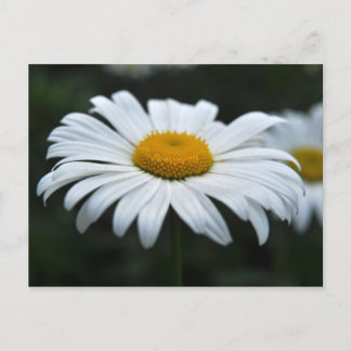 Cartão Postal Daisy - Enfrentar