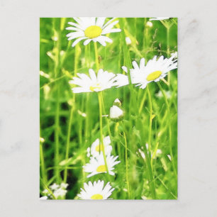 Cartão Postal Daisy Field / Meadow