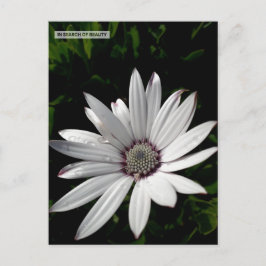 Cartão postal Daisy Flower
