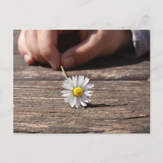 Cartão Postal Daisy Flower (Frente)