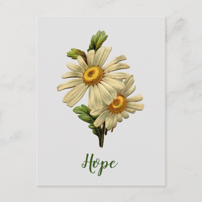 Cartão Postal Daisy Hope Inspiradora (Frente)