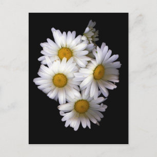 Cartão Postal Daisy IV