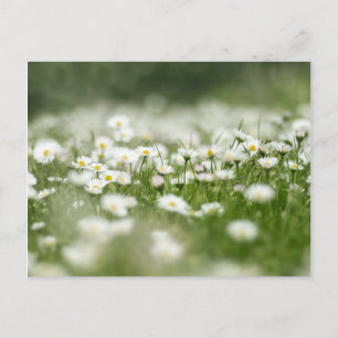 Cartão Postal Daisy Meadow