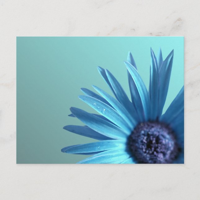 Cartão Postal Daisy Pintado (Frente)