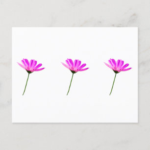 Cartão Postal Daisy Rosa