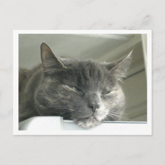 Cartão Postal Daisy Sleeping