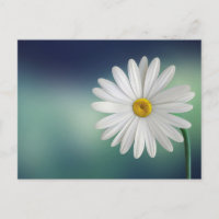 Daisy White Daisy