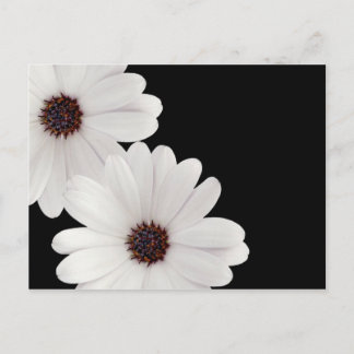 Cartão Postal DaisyGreeting
