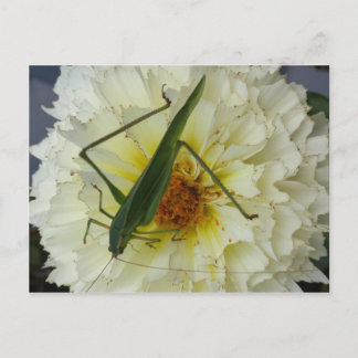 Cartão Postal Dália 1 - educatedbrainfart