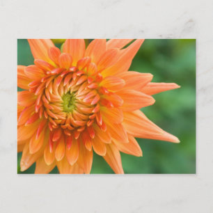 Cartão Postal Dália Laranja
