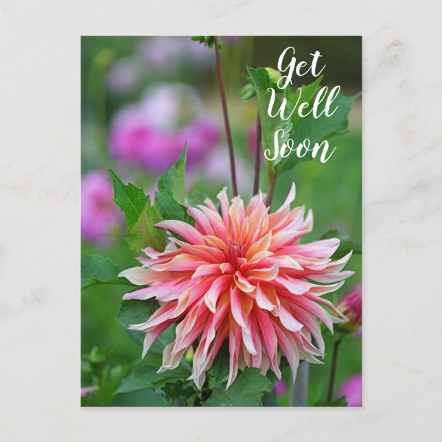 Cartão Postal Dália Laranja e Rosa Floresça Logo (Frente)